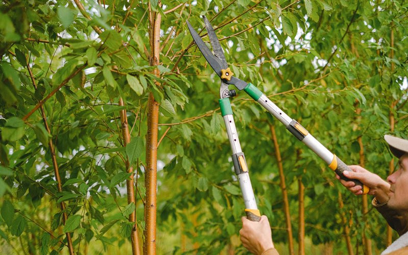 Tree trimming in Anamoose, ND