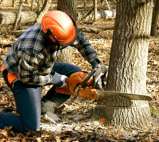 Tree Removal in Anamoose, ND